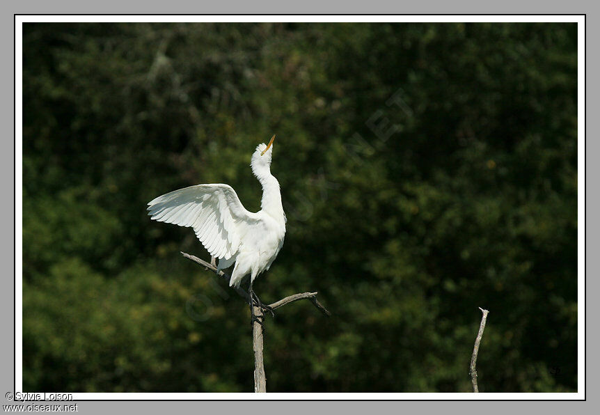 Western Cattle Egret