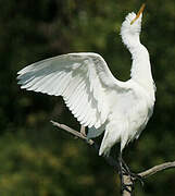 Western Cattle Egret