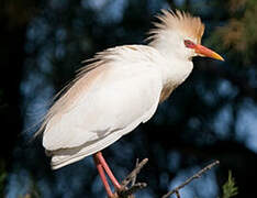 Western Cattle Egret