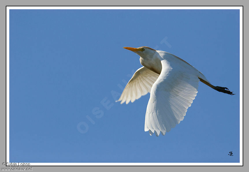 Western Cattle Egret