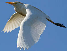 Western Cattle Egret