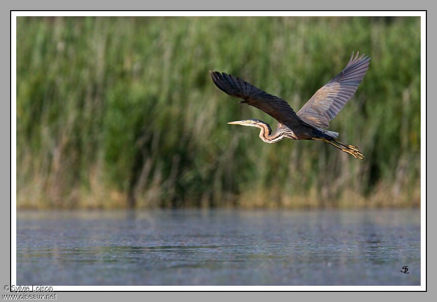 Purple Heron