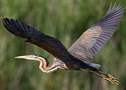 Purple Heron