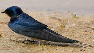 Barn Swallow