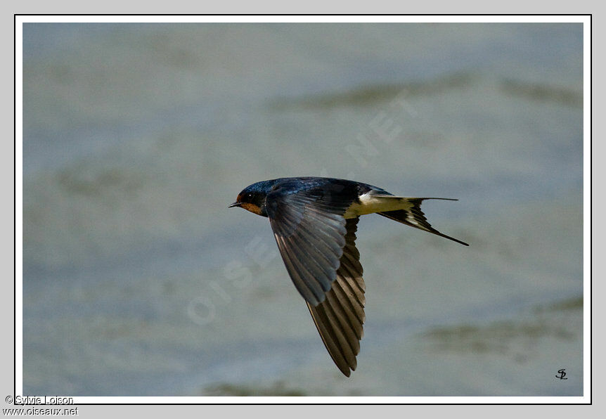 Barn Swallow