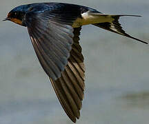 Barn Swallow