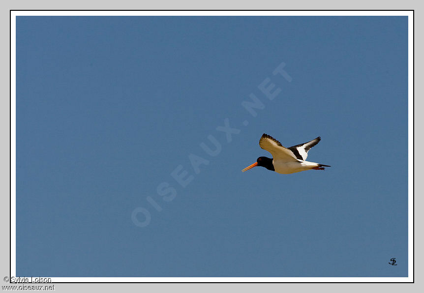 Eurasian Oystercatcher