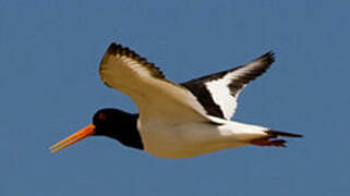 Eurasian Oystercatcher