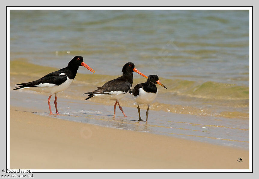 Eurasian Oystercatcher