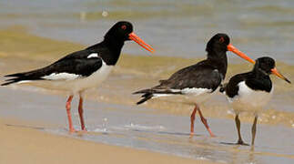 Eurasian Oystercatcher