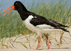 Eurasian Oystercatcher