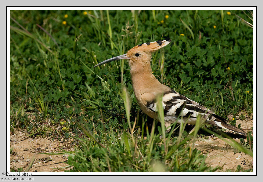 Eurasian Hoopoe