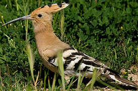 Eurasian Hoopoe