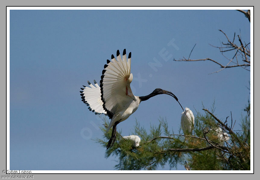 Ibis sacré