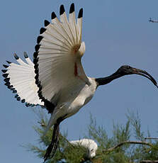 Ibis sacré