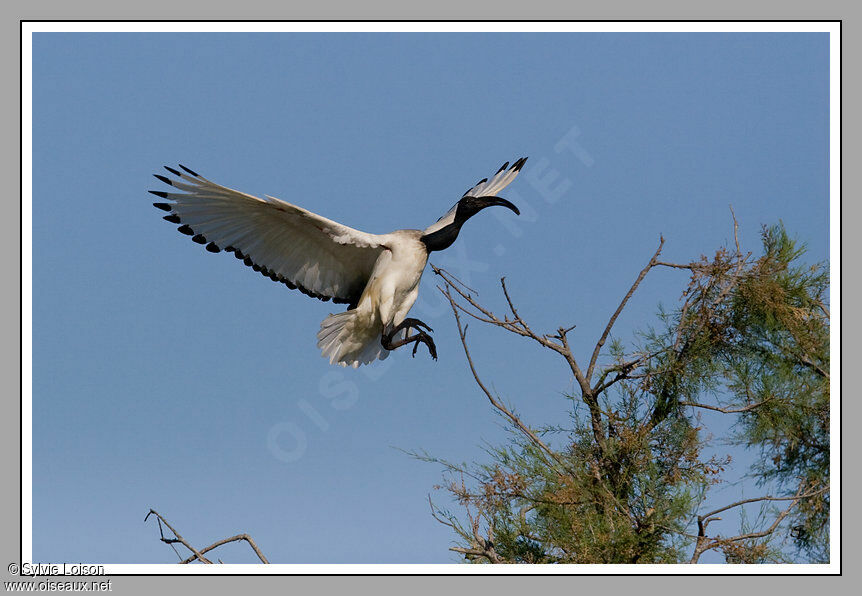 Ibis sacré