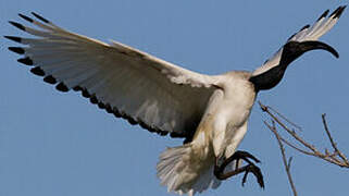 African Sacred Ibis