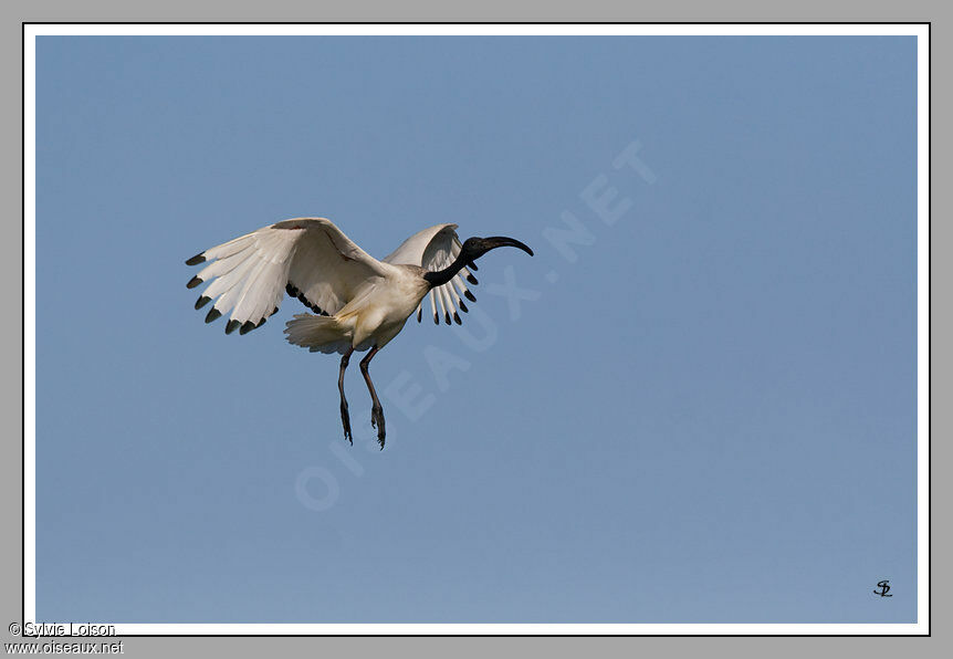 African Sacred Ibis