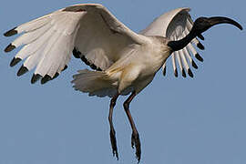 African Sacred Ibis