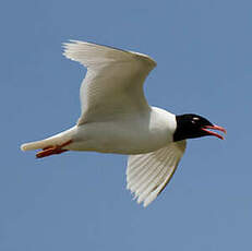 Mouette mélanocéphale