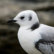 Mouette tridactyle