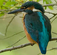 Common Kingfisher