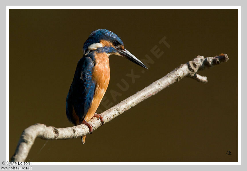 Common Kingfisher