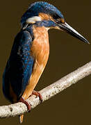 Common Kingfisher