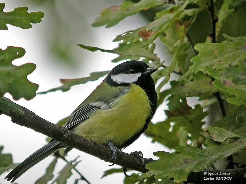 Mésange charbonnière