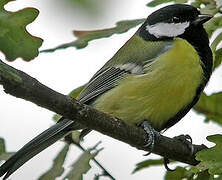 Great Tit