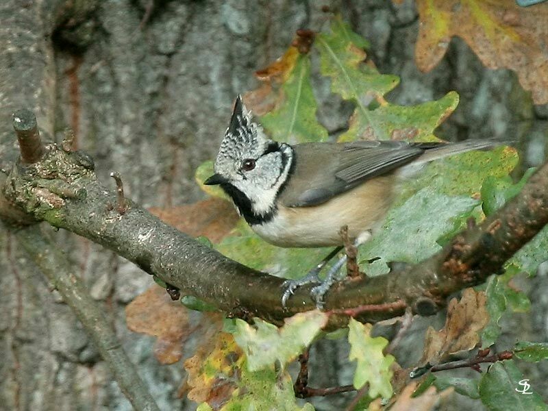 Mésange huppée