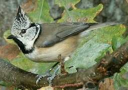 Mésange huppée