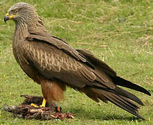 Black Kite