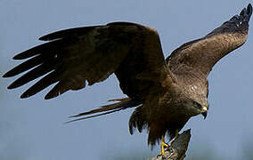 Black Kite