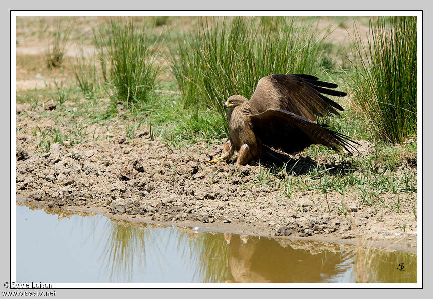 Black Kite