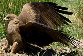 Black Kite