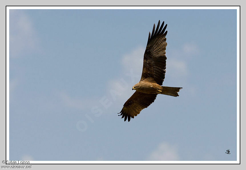 Black Kite