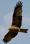 Black Kite