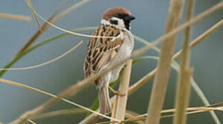 Eurasian Tree Sparrow