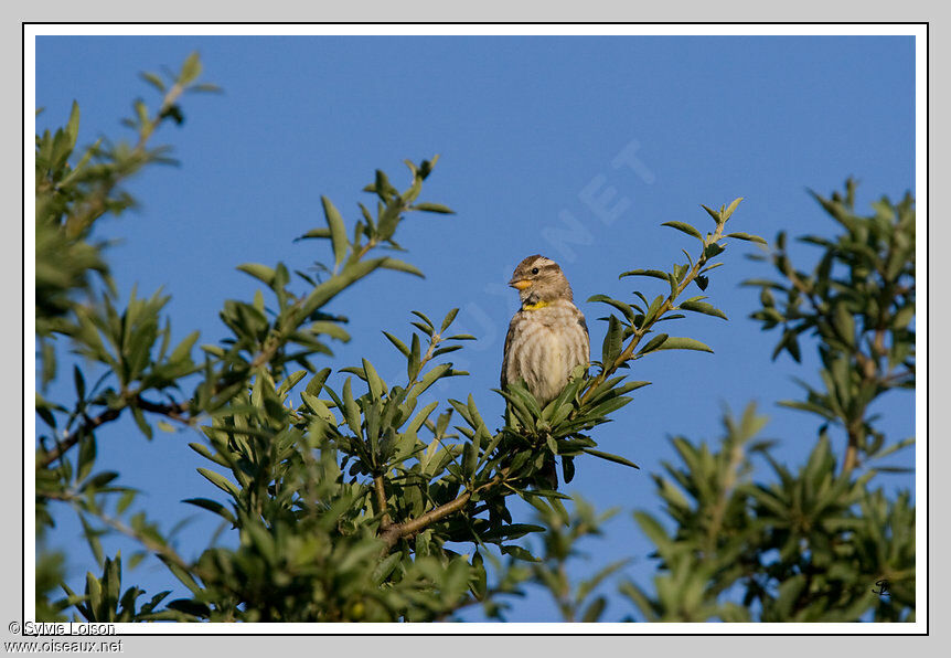 Rock Sparrow