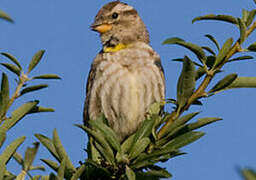 Rock Sparrow