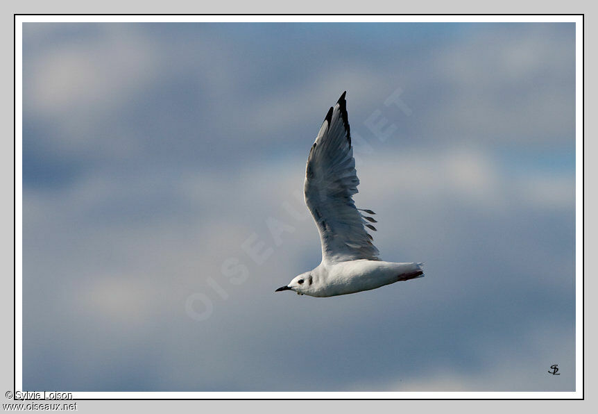 Bonaparte's Gull