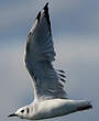 Mouette de Bonaparte