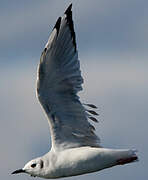 Bonaparte's Gull