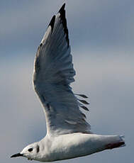 Mouette de Bonaparte