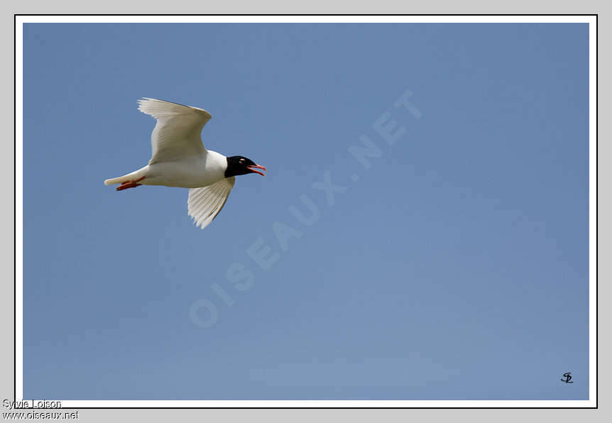 Mediterranean Gulladult breeding, identification, Behaviour