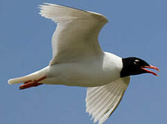 Mediterranean Gull