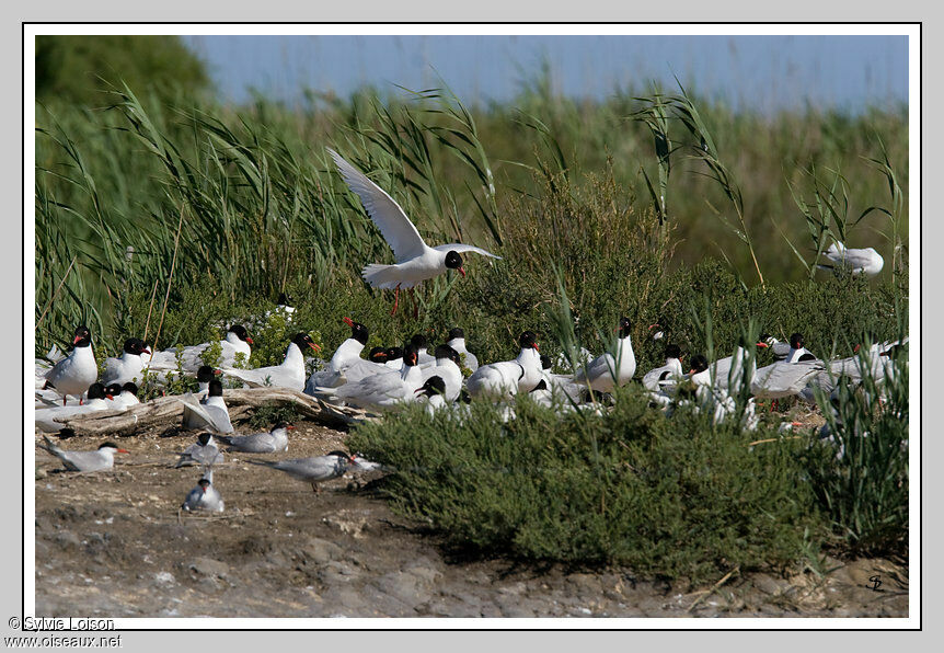 Mouette mélanocéphale