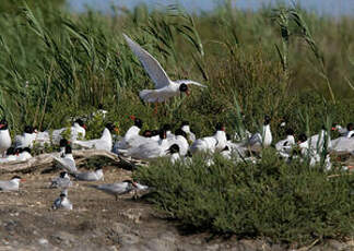 Mouette mélanocéphale