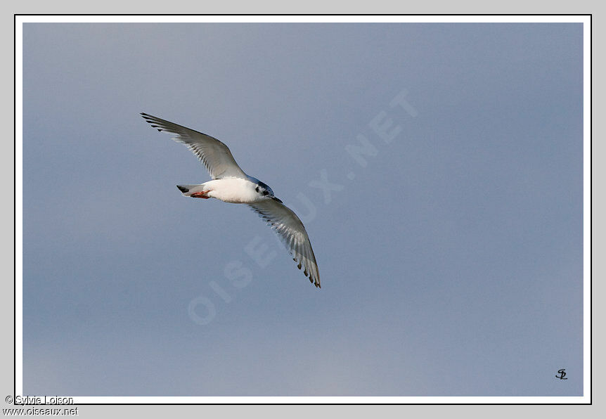 Mouette pygmée